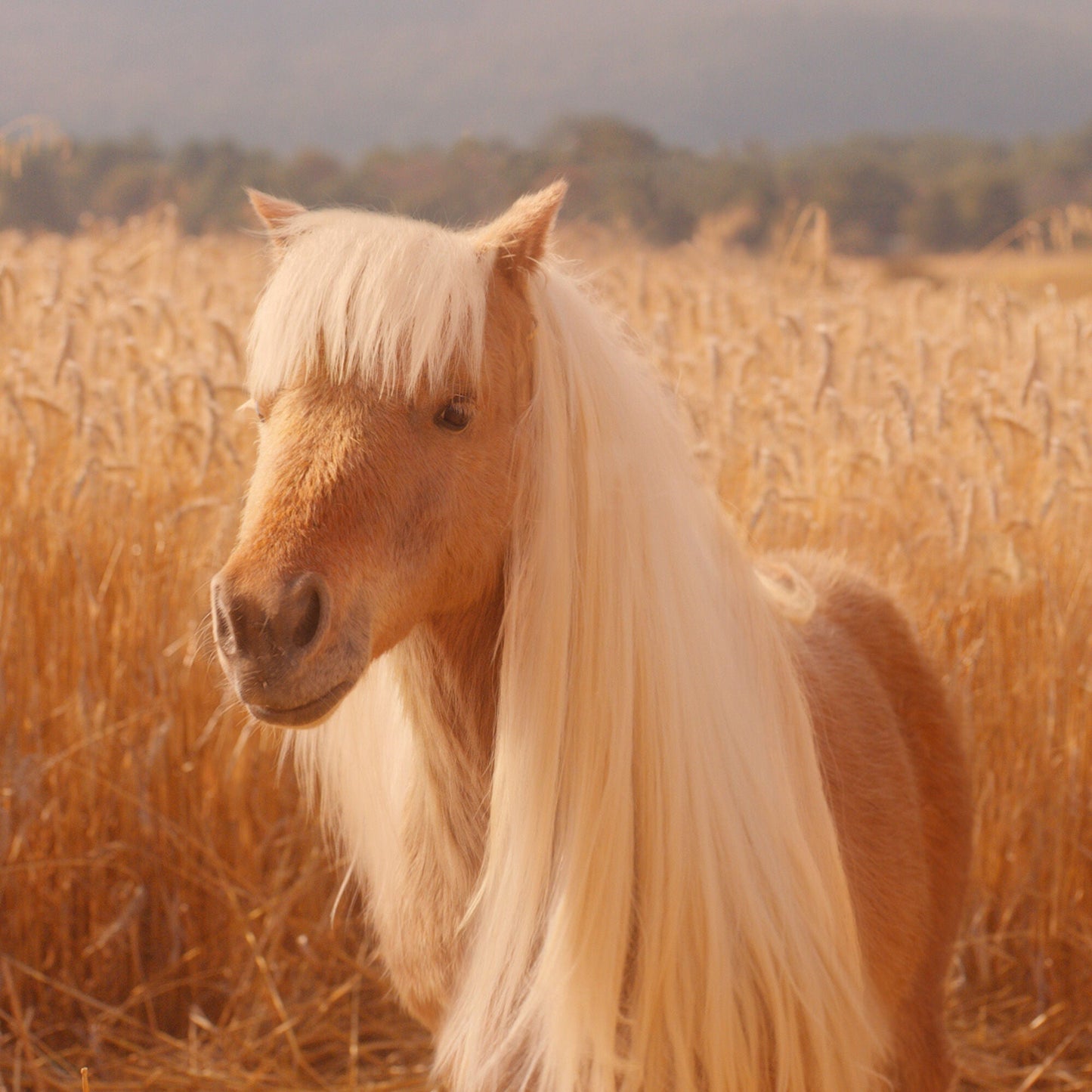 halo-glow-liquid-filter-p6 pony_pdp_2_e2011e9a-b9dd-4967-9b0f-b2fb03df5f80.jpg